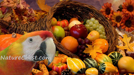 Nutritious Pumpkins for your Bird